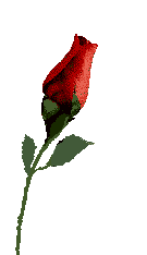 rose.gif (9014 bytes)